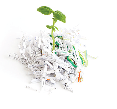 Plant with shredded paper
